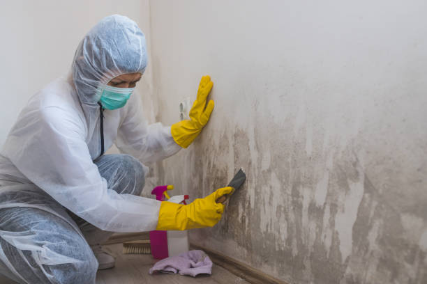 Best Insurance-Related Mold Remediation in Garfield, NJ