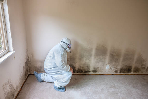 Best Residential Mold Remediation in Garfield, NJ