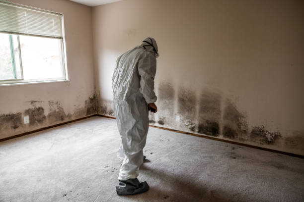 Best Residential Mold Remediation in Garfield, NJ